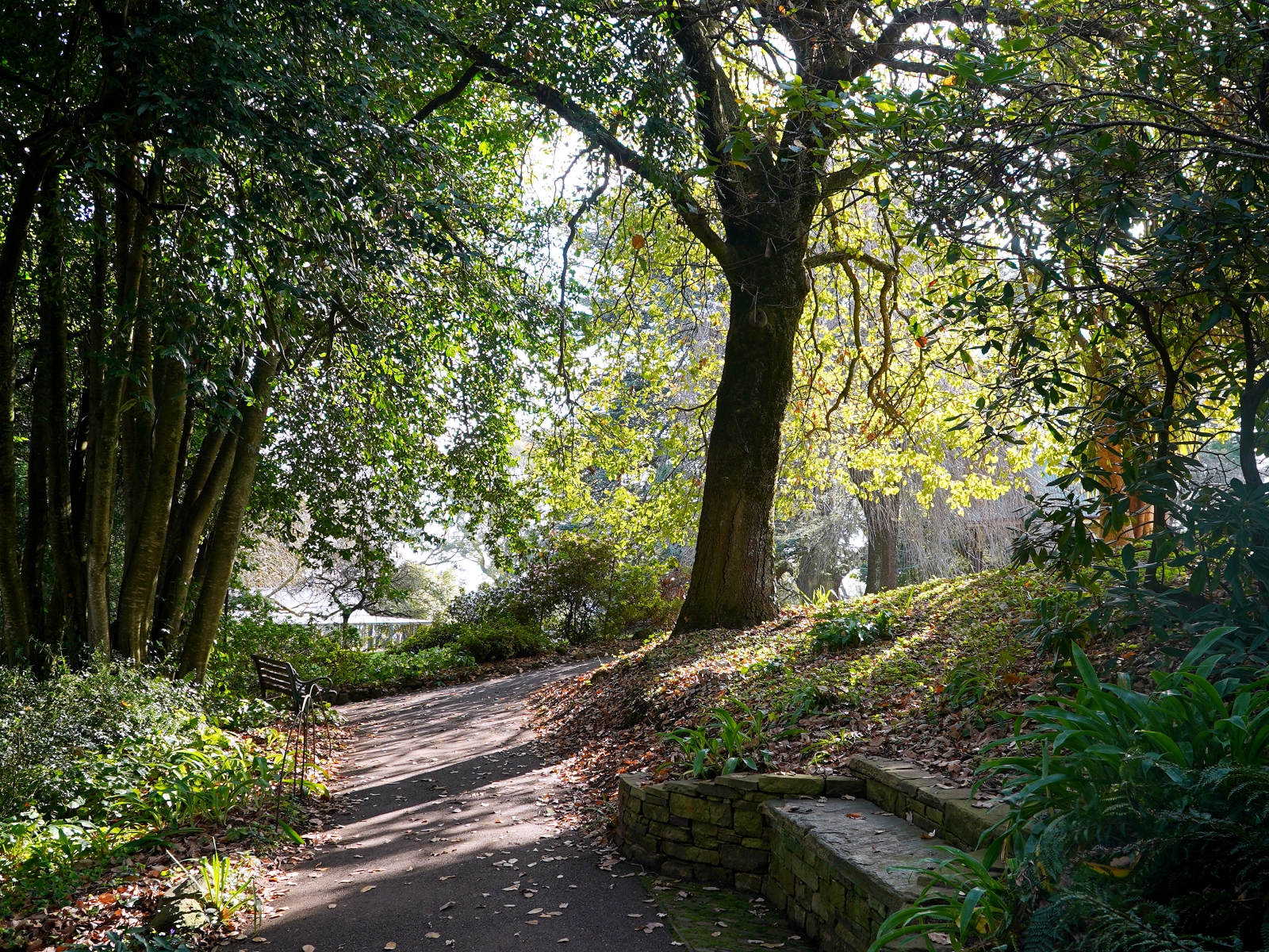 Wombat Hill Botanic Gardens 1.jpg